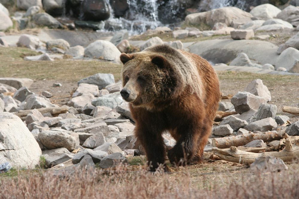 9 Fakta Beruang Grizzly, Penciumannya Lebih Tajam dari Anjing Pelacak