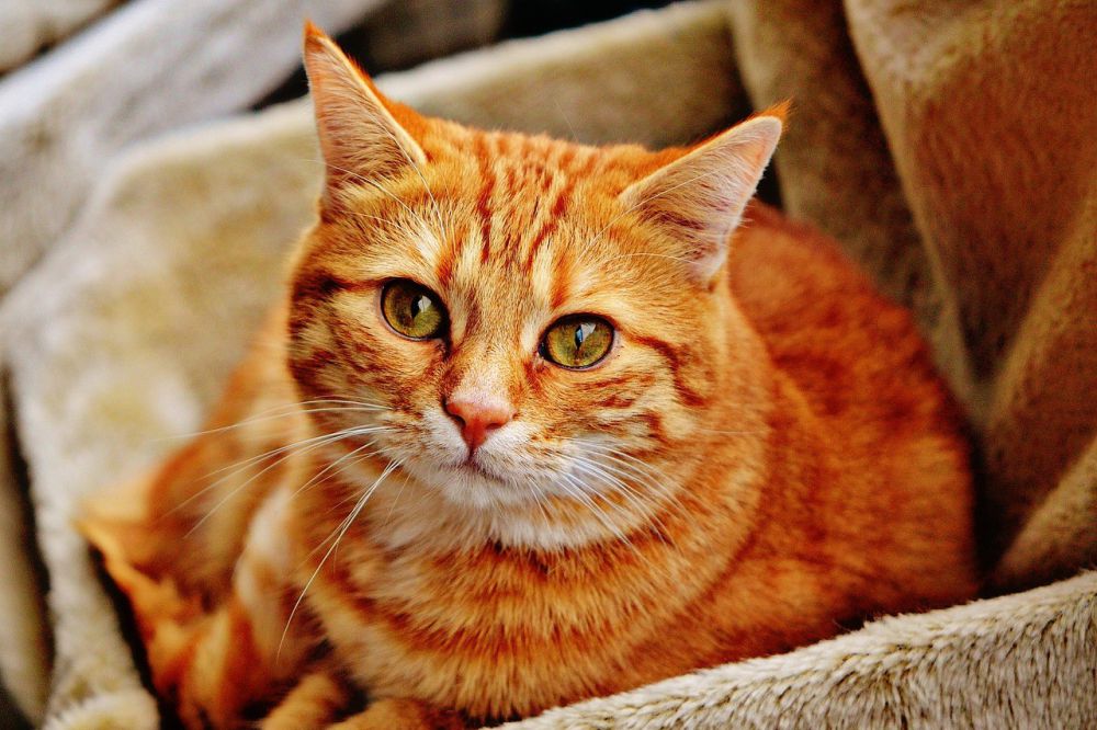 5 Fakta Unik Kucing Oren yang Sering Disebut Preman