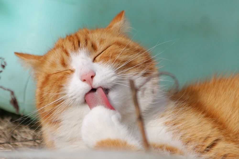 5 Fakta Unik Kucing Oren yang Sering Disebut Preman