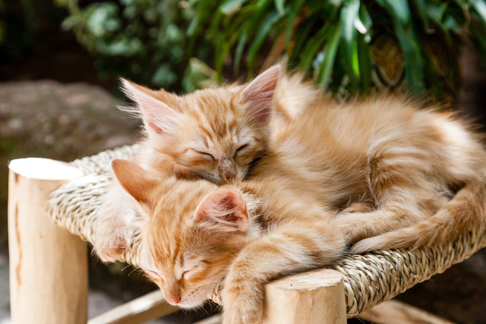5 Fakta Unik Kucing Oren yang Sering Disebut Preman