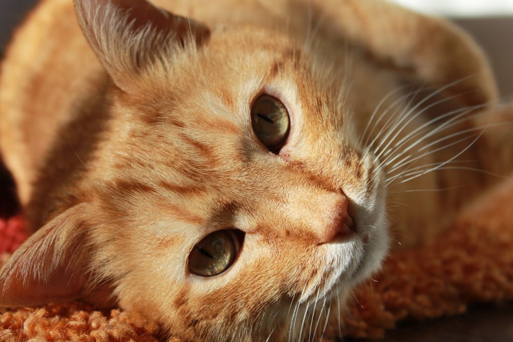 5 Fakta Unik Kucing Oren yang Sering Disebut Preman