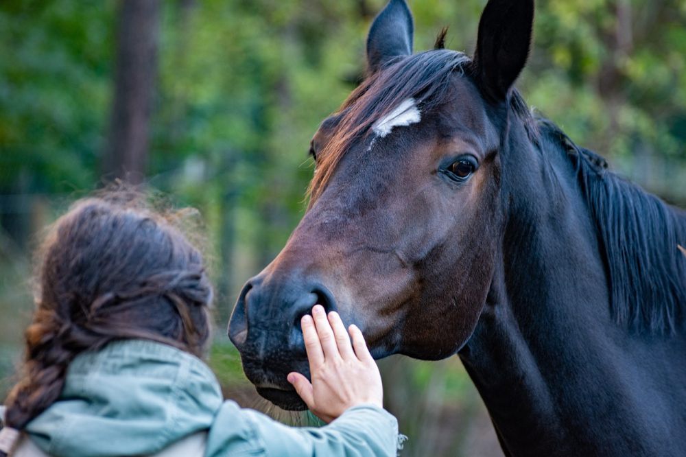 5 Alasan Mengapa Kuda adalah Teman Terbaik Manusia