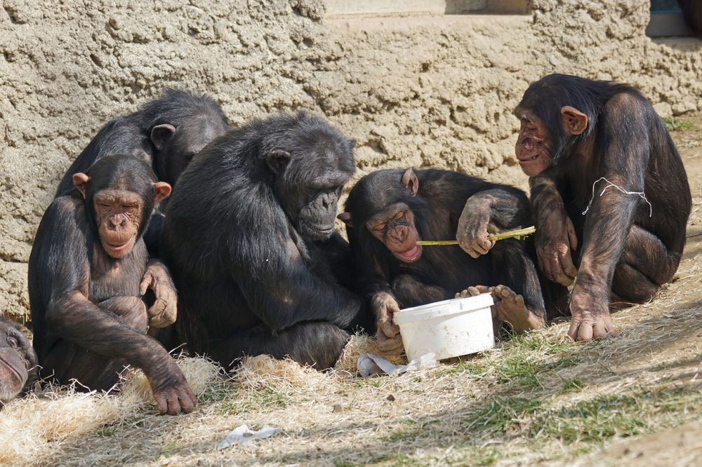 5 Fakta Menakjubkan Simpanse, Semirip Apa dengan Manusia?