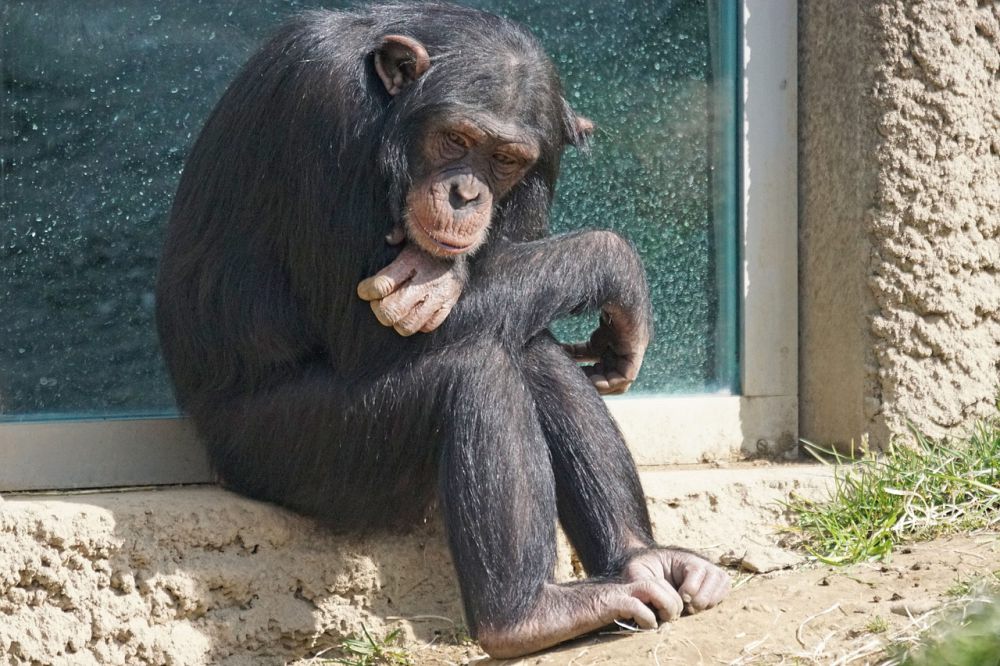 5 Fakta Menakjubkan Simpanse, Semirip Apa dengan Manusia?