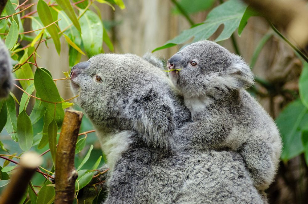 Fakta-fakta Menarik tentang Koala, Hewan yang Cuma Ada di Australia