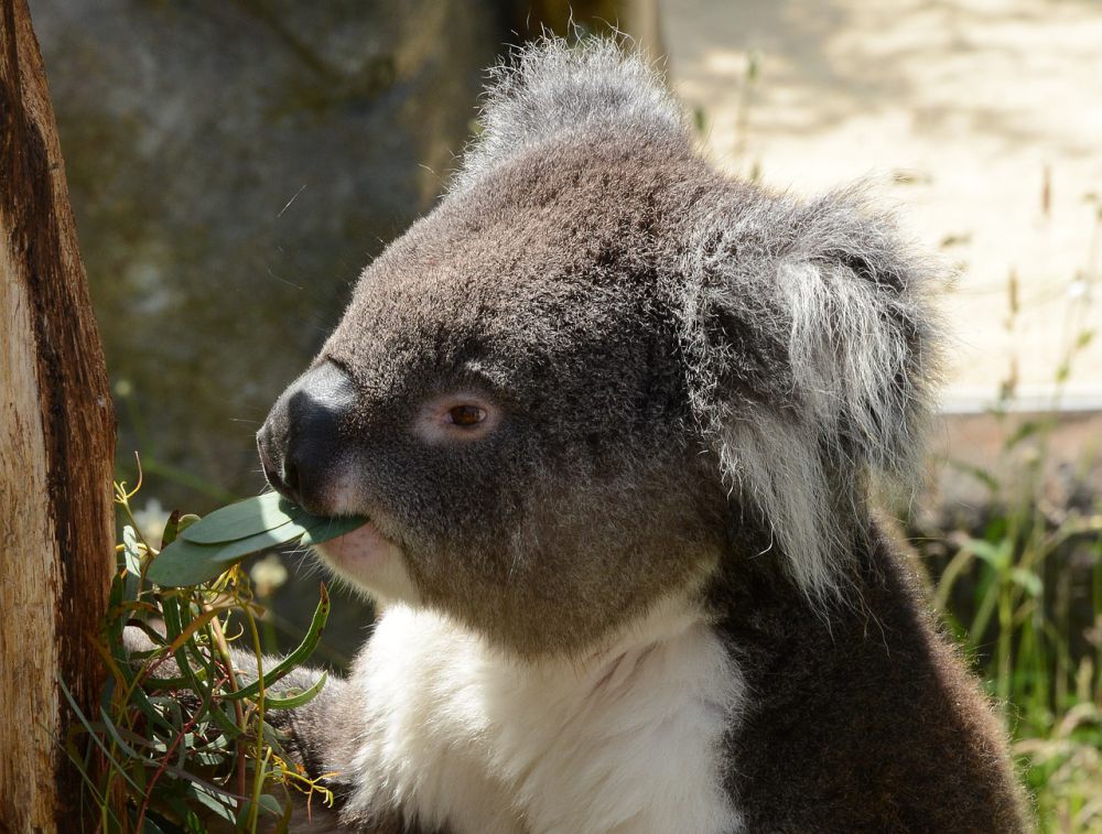 Fakta-fakta Menarik tentang Koala, Hewan yang Cuma Ada di Australia