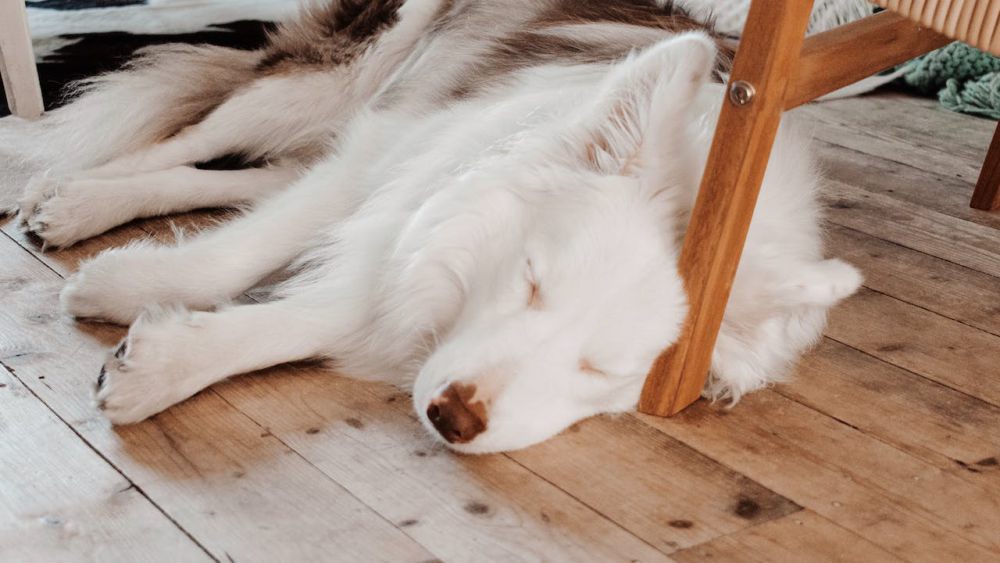 5 Tips Halaman Rumah Jadi Tempat Nyaman untuk Anjing, Happy Terus!