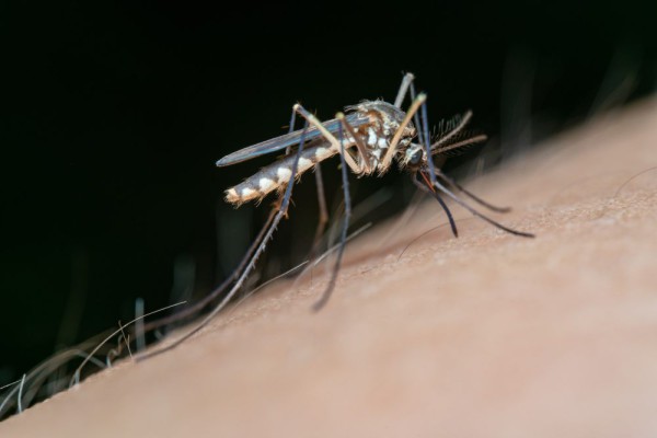 Diharap Selamatkan Ribuan Nyawa, Vaksin Malaria Kedua Diresmikan WHO