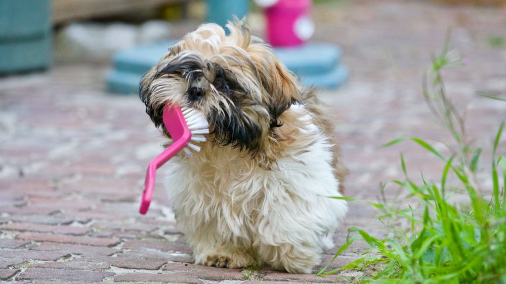 5 Tips Halaman Rumah Jadi Tempat Nyaman untuk Anjing, Happy Terus!