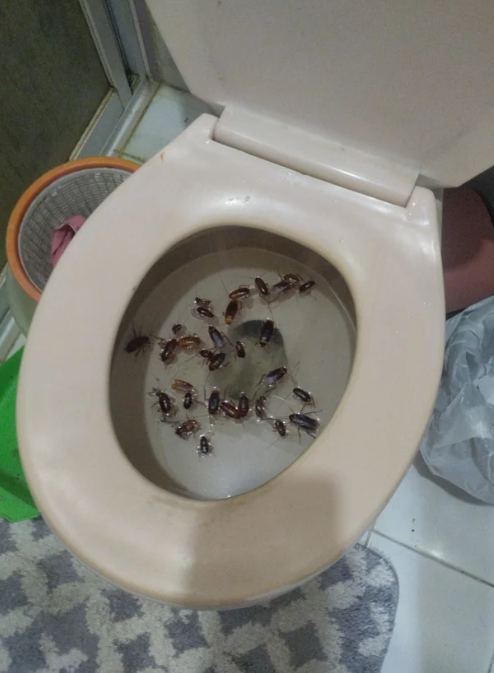 7 Potret Hewan Seram di WC pas BAB, Mulesnya Langsung Hilang!