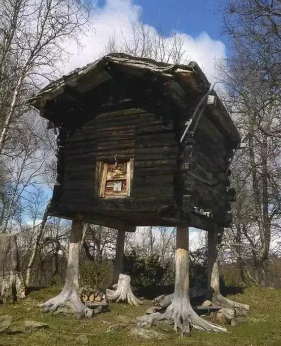 7 Potret Kocak Rumah Pohon Gak Biasa, Ada yang Mirip Rumah Baba Yaga!
