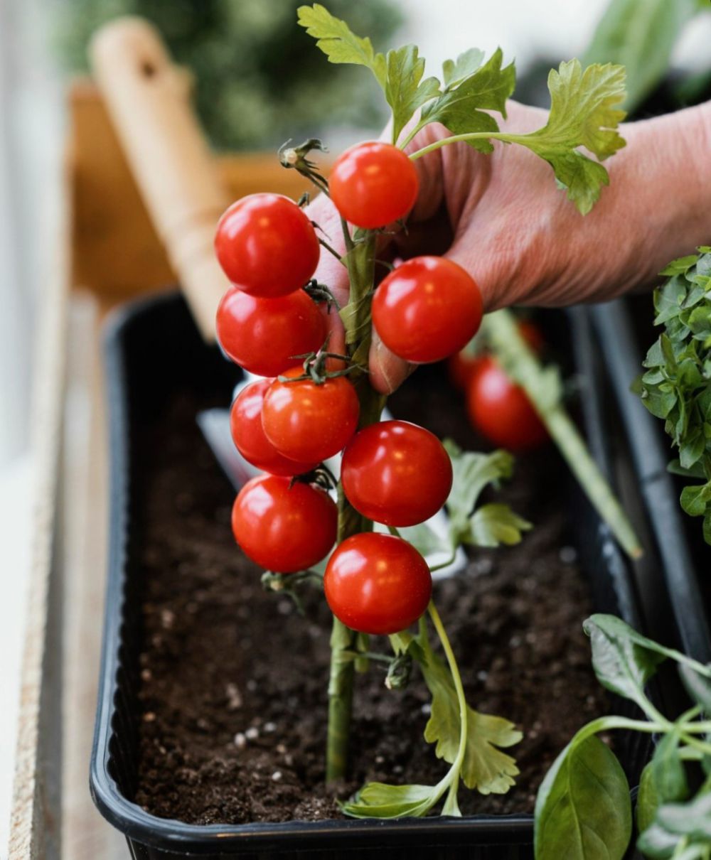 5 Tips Menanam Tomat dalam Pot agar Berbuah Lebat dan Segar
