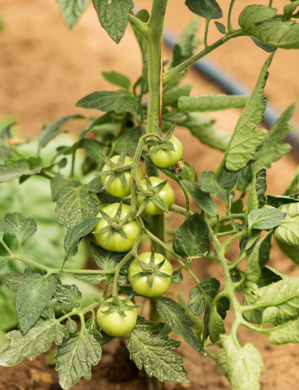5 Tips Menanam Tomat dalam Pot agar Berbuah Lebat dan Segar