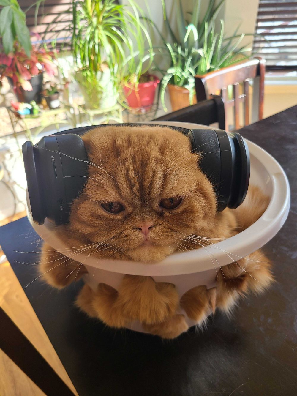 9 Foto Lucu Kucing Memakai Headphone, Kepalanya Malah Jadi Tenggelam