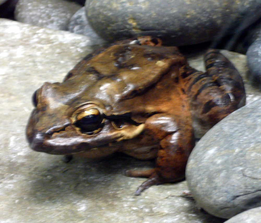 5 Fakta Katak Ayam Gunung Populasi Berkurang Karena Jamur