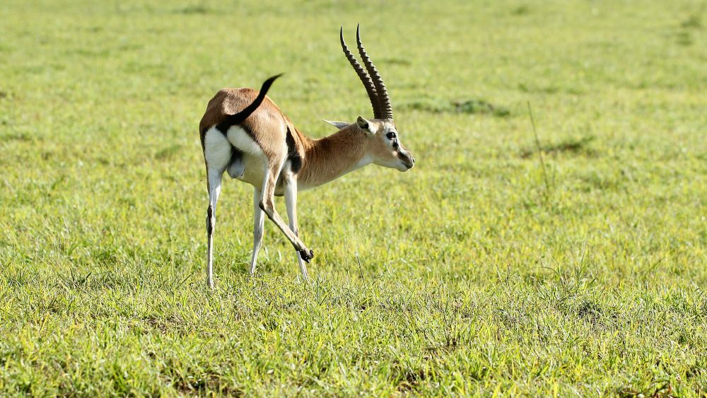 Gazelle s. Газель Томсона Wallpaper. Газель Томсона в неволе. Газель Томсона 1 класс доклад. Gazelle (zootopia) Beauty.