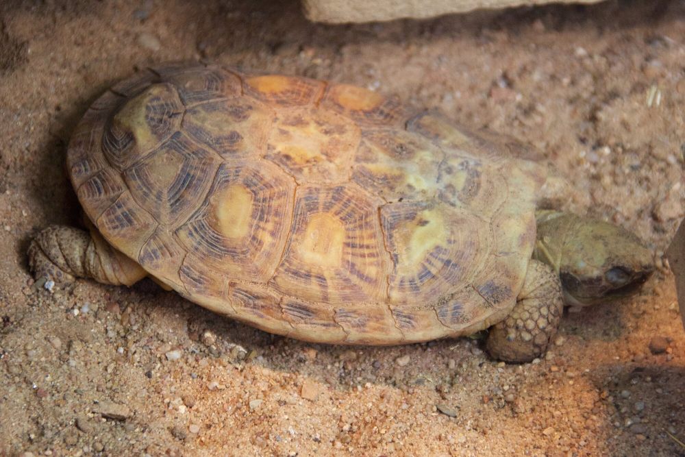 8 Fakta Unik Kura-Kura Pancake, Pemanjat Handal yang Cangkangnya Tipis