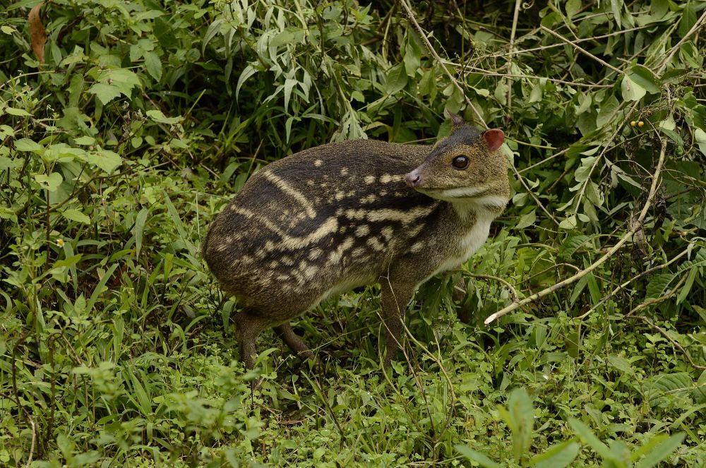 8 Fakta Unik Chevrotain, si Pemalu Pandai Menyelam!