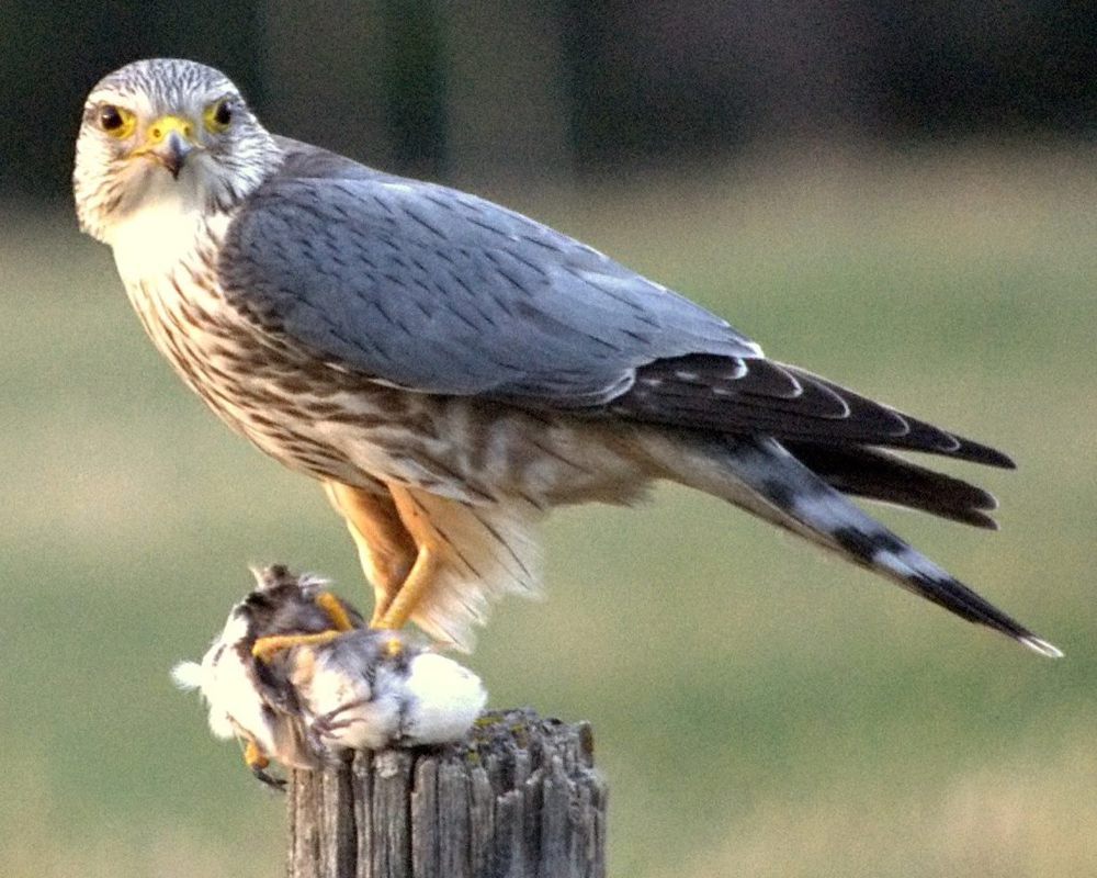 6 Fakta Menarik Merlin, si Cepat yang Suka Memangsa Burung Kecil