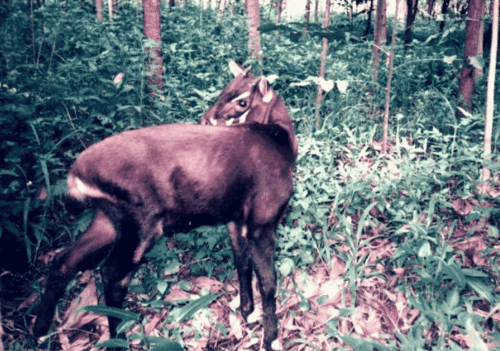 7 Fakta Unik Saola, Penemuan Zoologi Paling Spektakuler Abad 20!