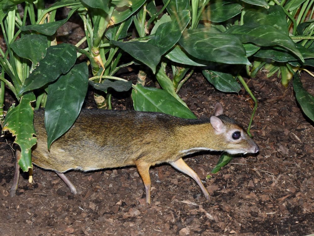 8 Fakta Unik Chevrotain, si Pemalu Pandai Menyelam!