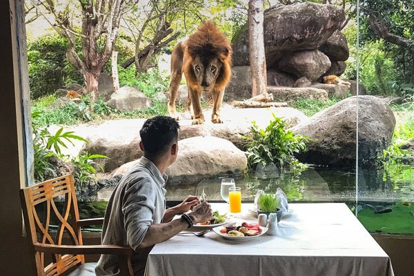 Tiket Masuk Taman Safari Bali Terbaru, Wisata Jelajah Satwa