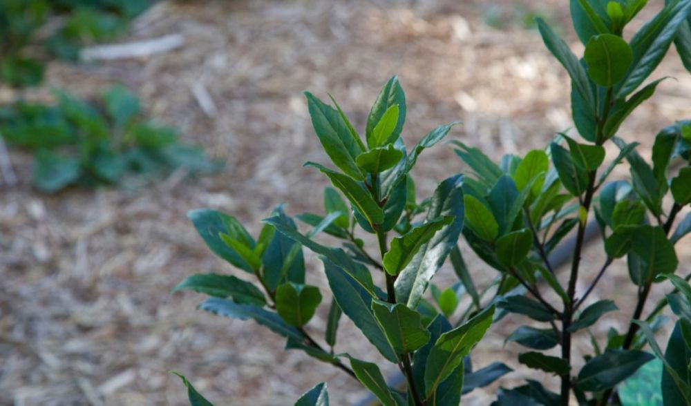 5 Dedaunan Herbal dapat Dijadikan Tanaman Hias, Percantik Hunian!