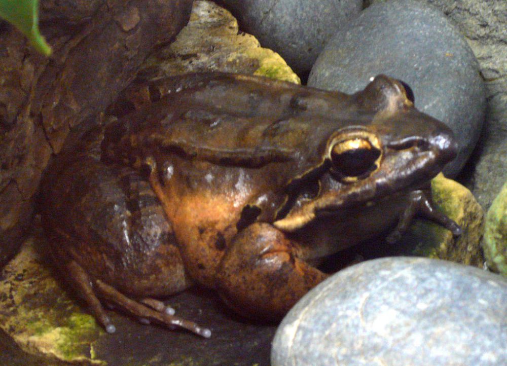 5 Fakta Katak Ayam Gunung Populasi Berkurang Karena Jamur