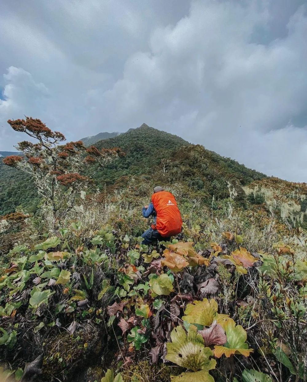 Mengenal 6 Puncak Gunung Tertinggi di Sulawesi Selatan