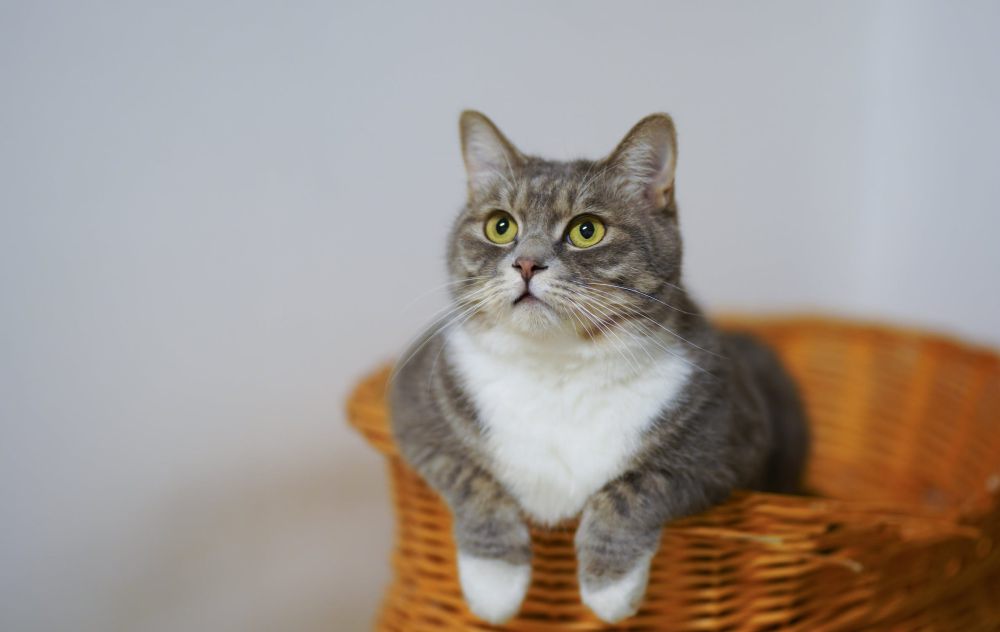 5 Tips Merawat Kucing yang Sudah Tua, Berikan Tempat Nyaman!