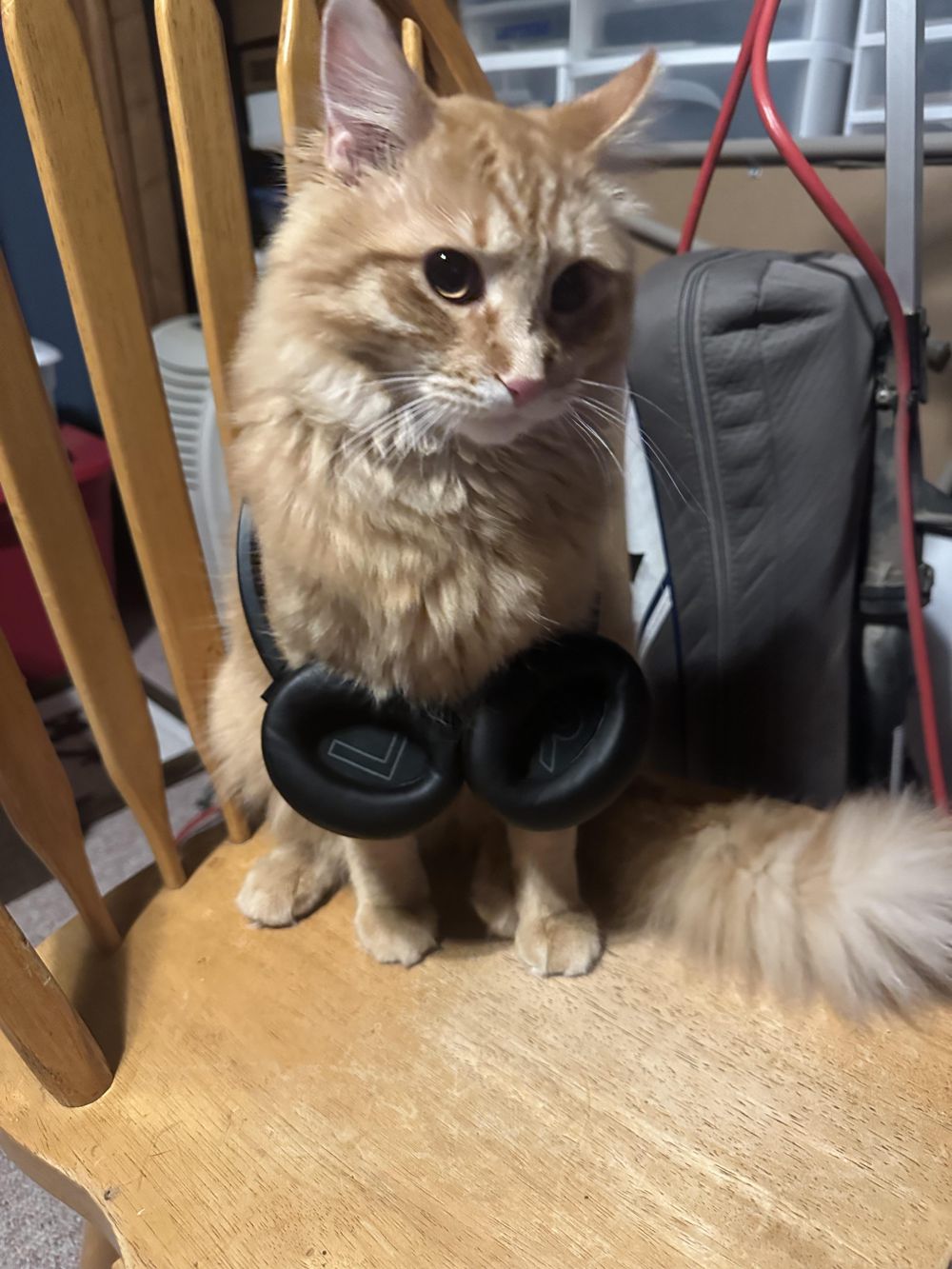 9 Foto Lucu Kucing Memakai Headphone, Kepalanya Malah Jadi Tenggelam