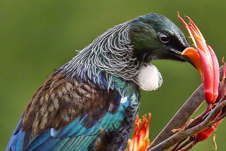 5 Fakta Burung Tui, si Unik Penghasil Suara Ultrasonik