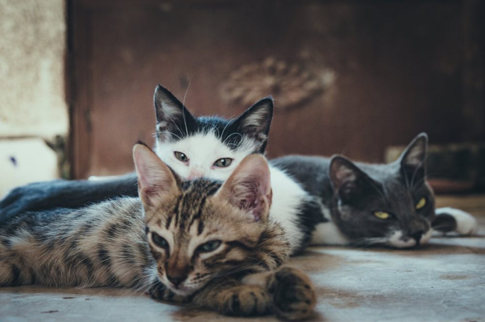 5 Alasan Kamu Tidak Perlu Memelihara Terlalu Banyak Kucing