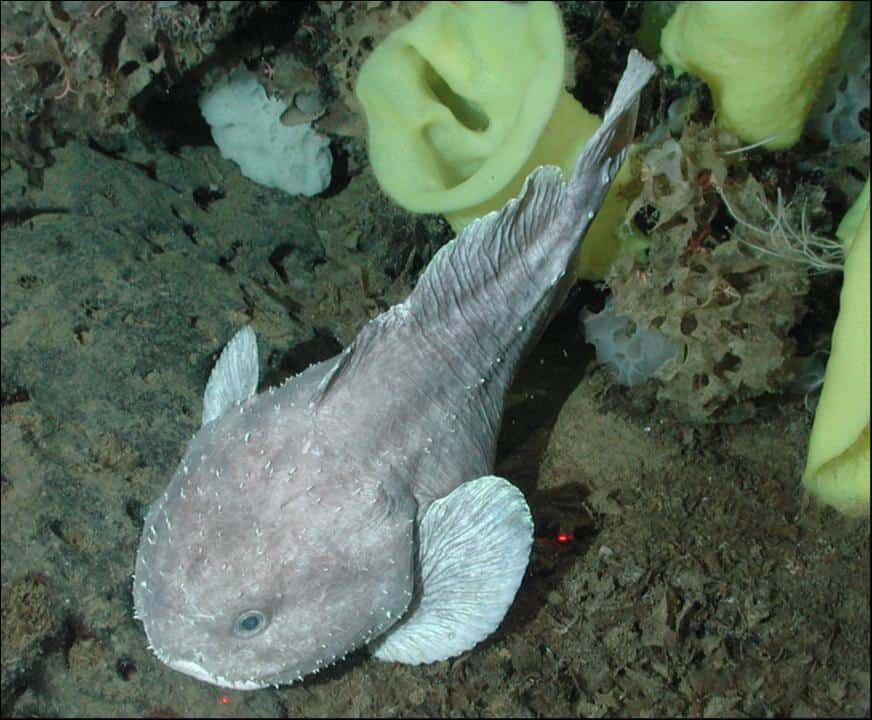 4 Fakta Menarik tentang Blobfish, Hewan Terjelek di Dunia