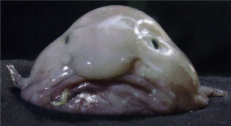 4 Fakta Menarik tentang Blobfish, Hewan Terjelek di Dunia