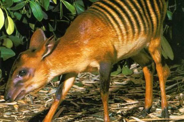 5 Fakta Unik Zebra Duiker, Si Pemalu yang Terancam Punah!