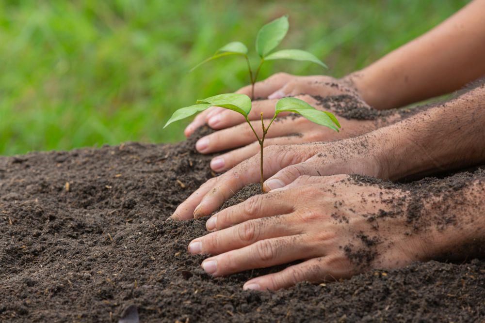 5 Tahapan Memulai Berkebun dengan Metode Permakultur