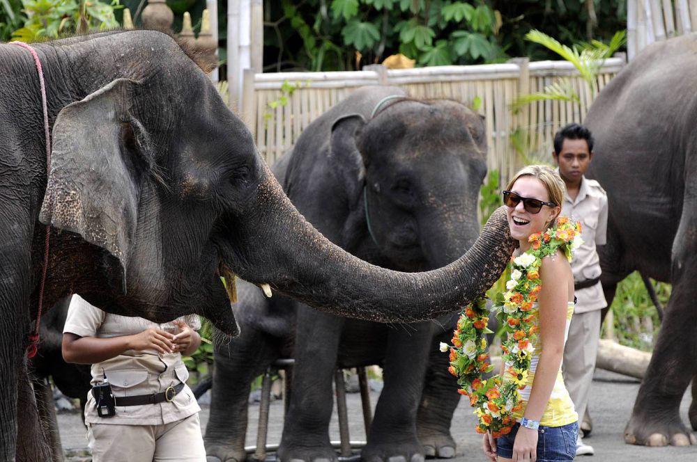 Tiket Masuk Taman Safari Bali Terbaru, Wisata Jelajah Satwa