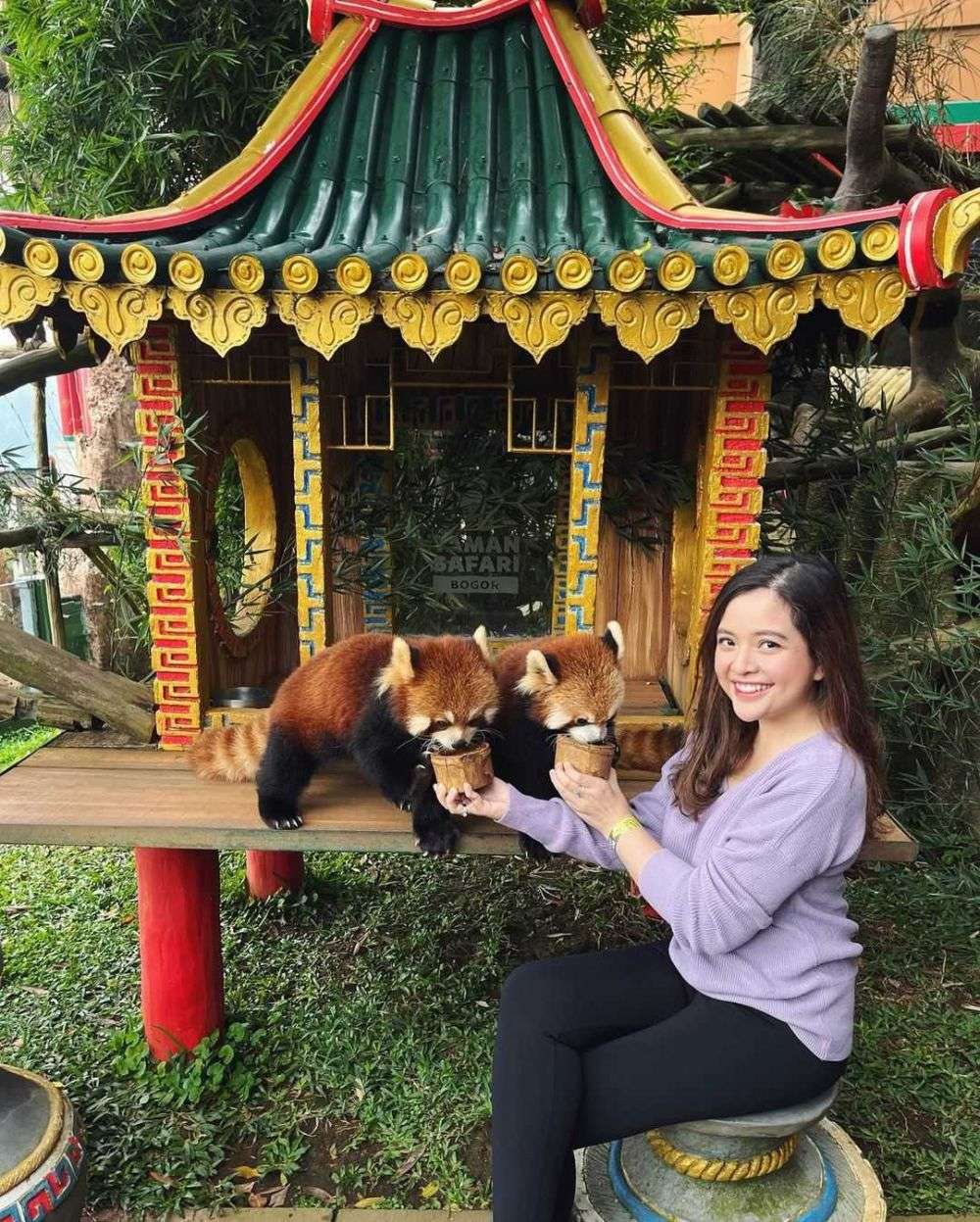 Seleb Indonesia Beri Makan Panda Merah di Taman Safari Bogor