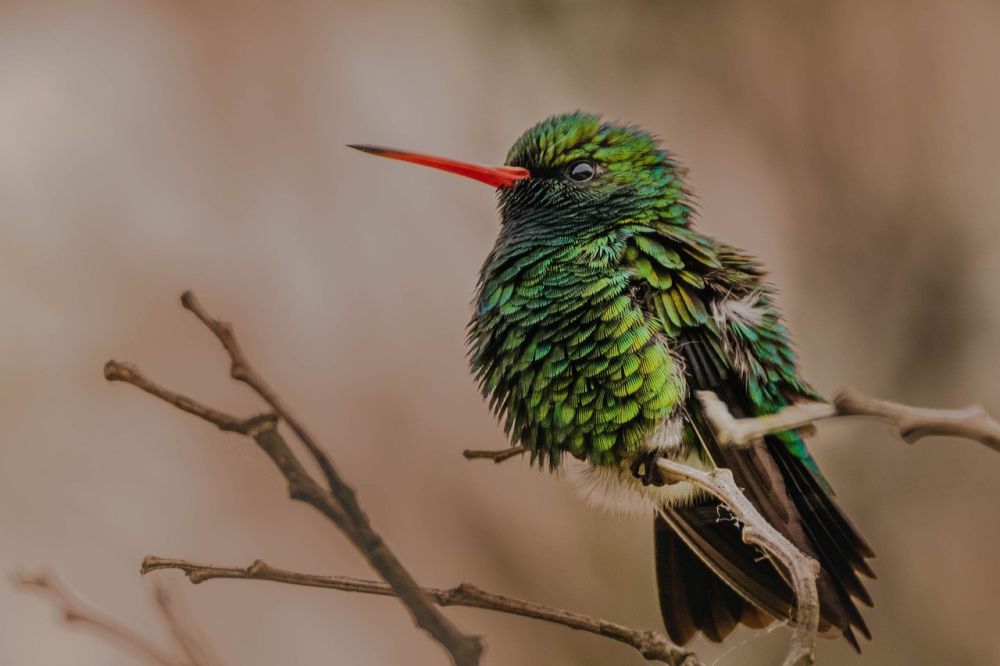 5 Cara Unik Burung Kolibri Menghemat Energi saat Tidur