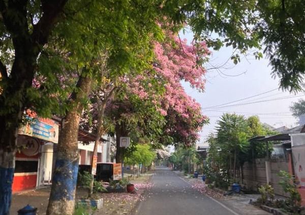 Bunga Tabebuya Bermekaran, Kota Malang Serasa Jepang