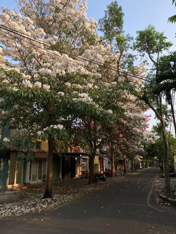 Bunga Tabebuya Bermekaran, Kota Malang Serasa Jepang