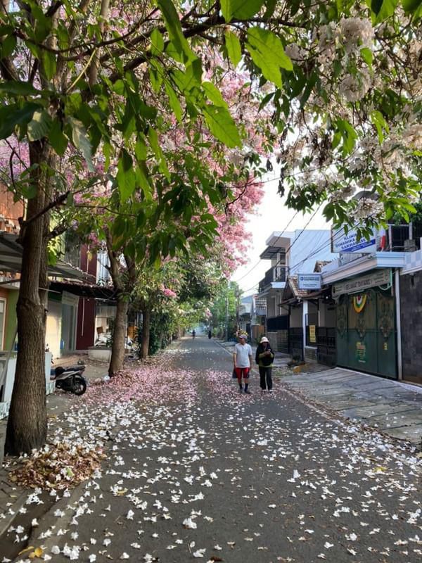 Bunga Tabebuya Bermekaran, Kota Malang Serasa Jepang