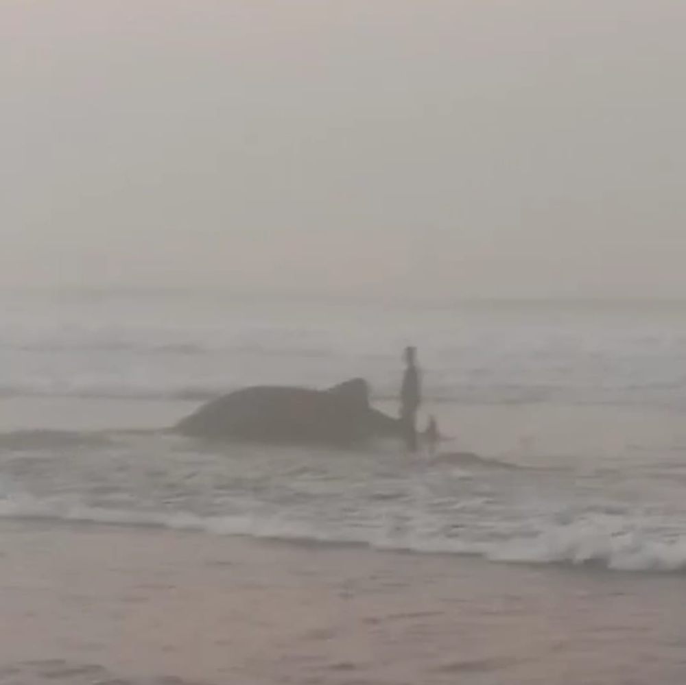 Hiu Tutul Terdampar Lagi di Pantai Kuwaru, Diselamatkan Warga