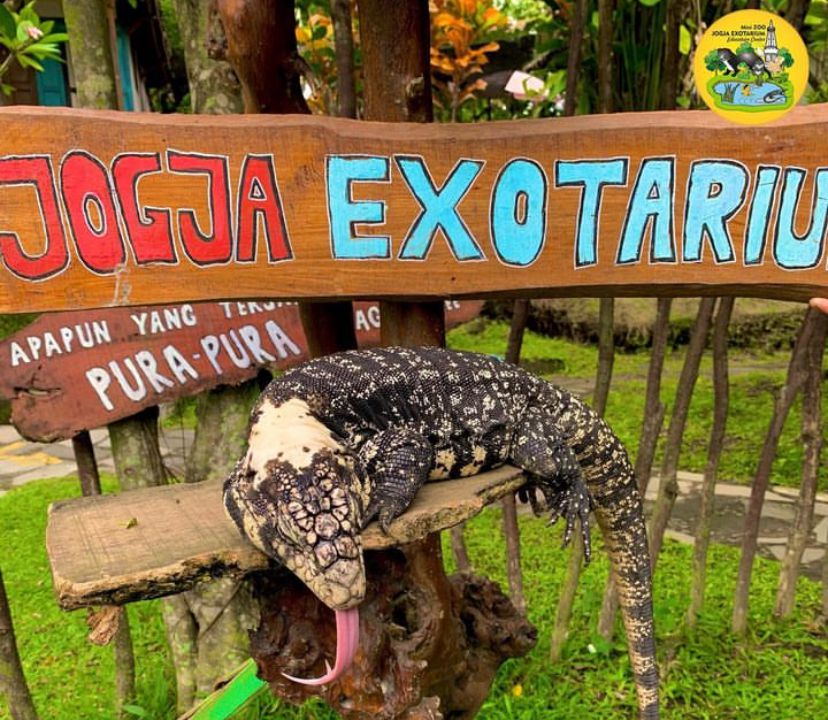 Daya Tarik Mini Zoo Jogja Exotarium, Banyak Satwa dan Wahana Seru