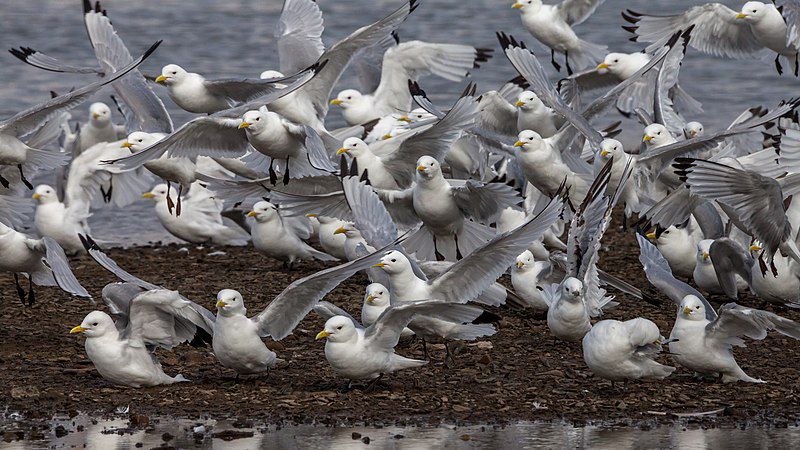 Fakta Unik Kittiwake