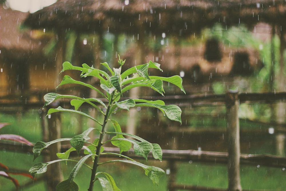 5 Tahapan Memulai Berkebun dengan Metode Permakultur