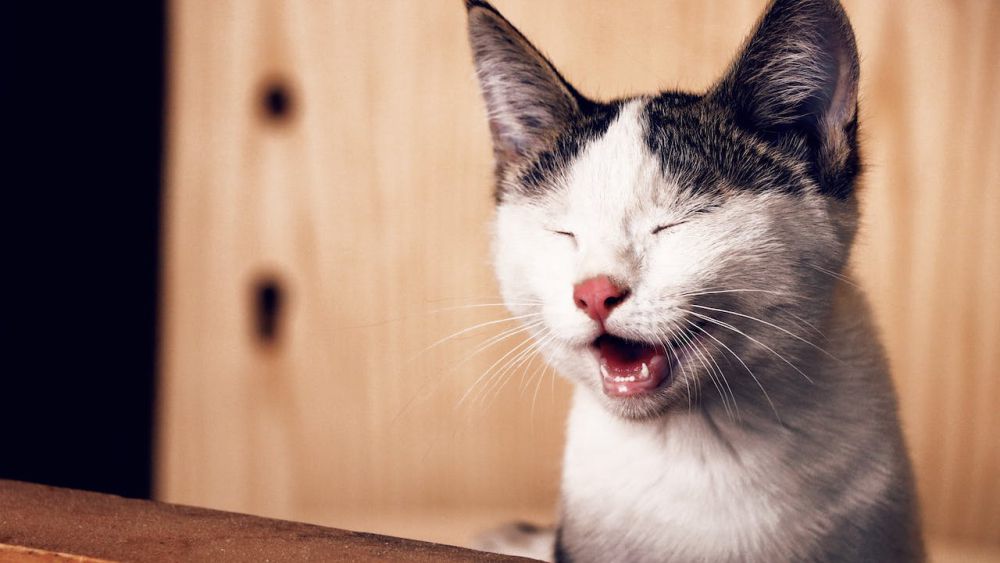 6 Alasan Kucing Menangis, Salah Satunya Kesepian
