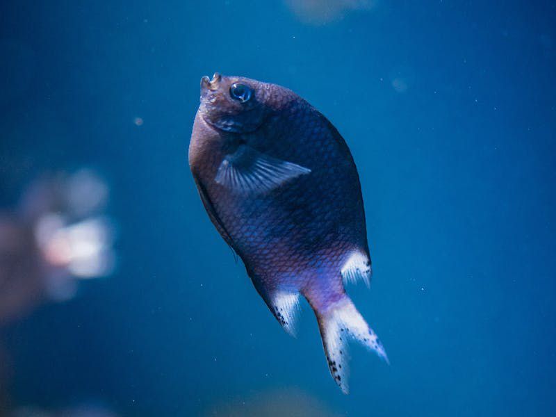 6 Fakta tentang Ikan di Laut, Apakah Bisa Mati Tenggelam?