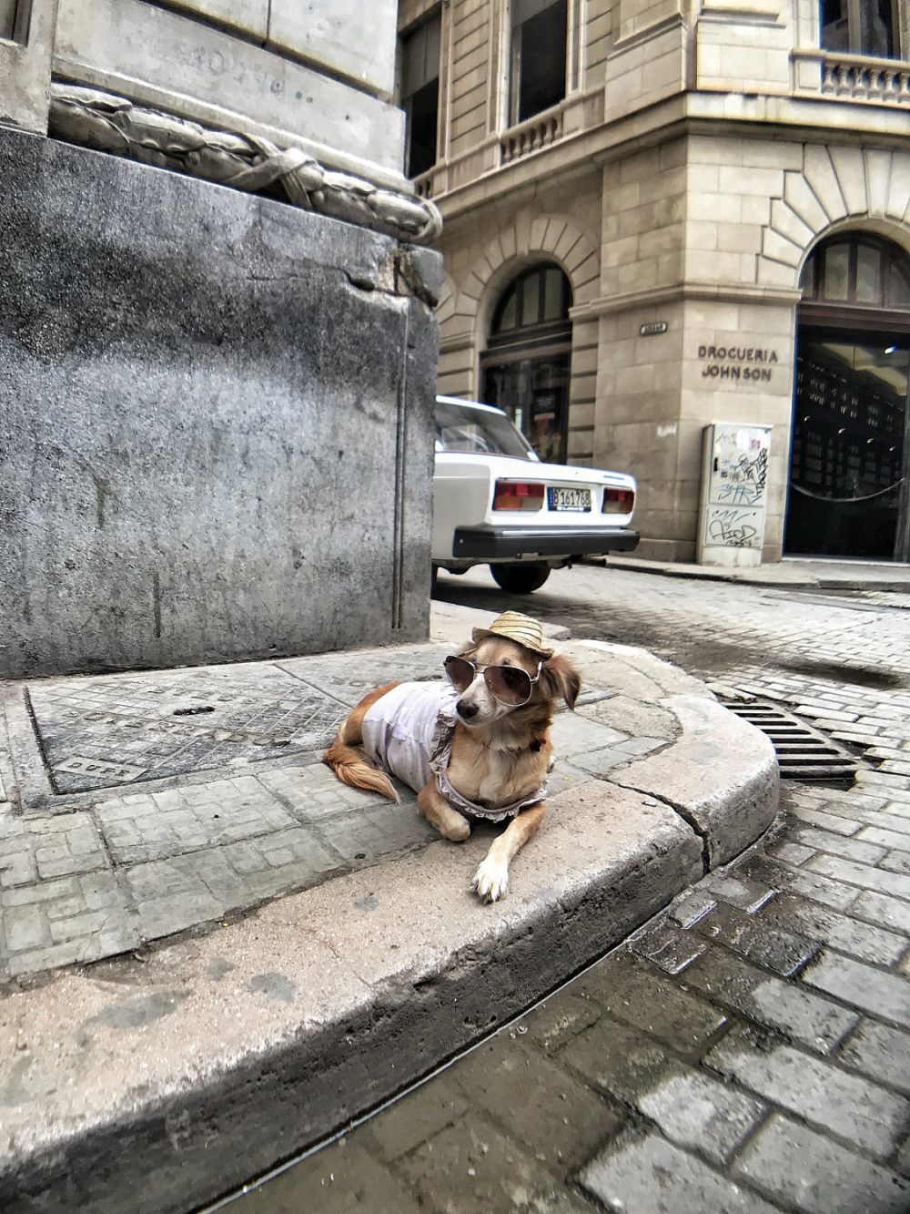 9 Foto Lucu Anjing Memakai Kacamata, Gayanya Keren Abis!